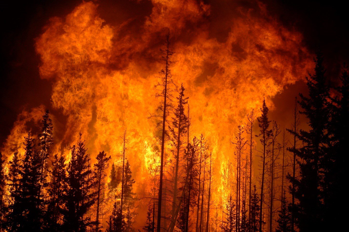 A Quick Guide on Forest Fires, Causes, Effects, and Solutions 2022