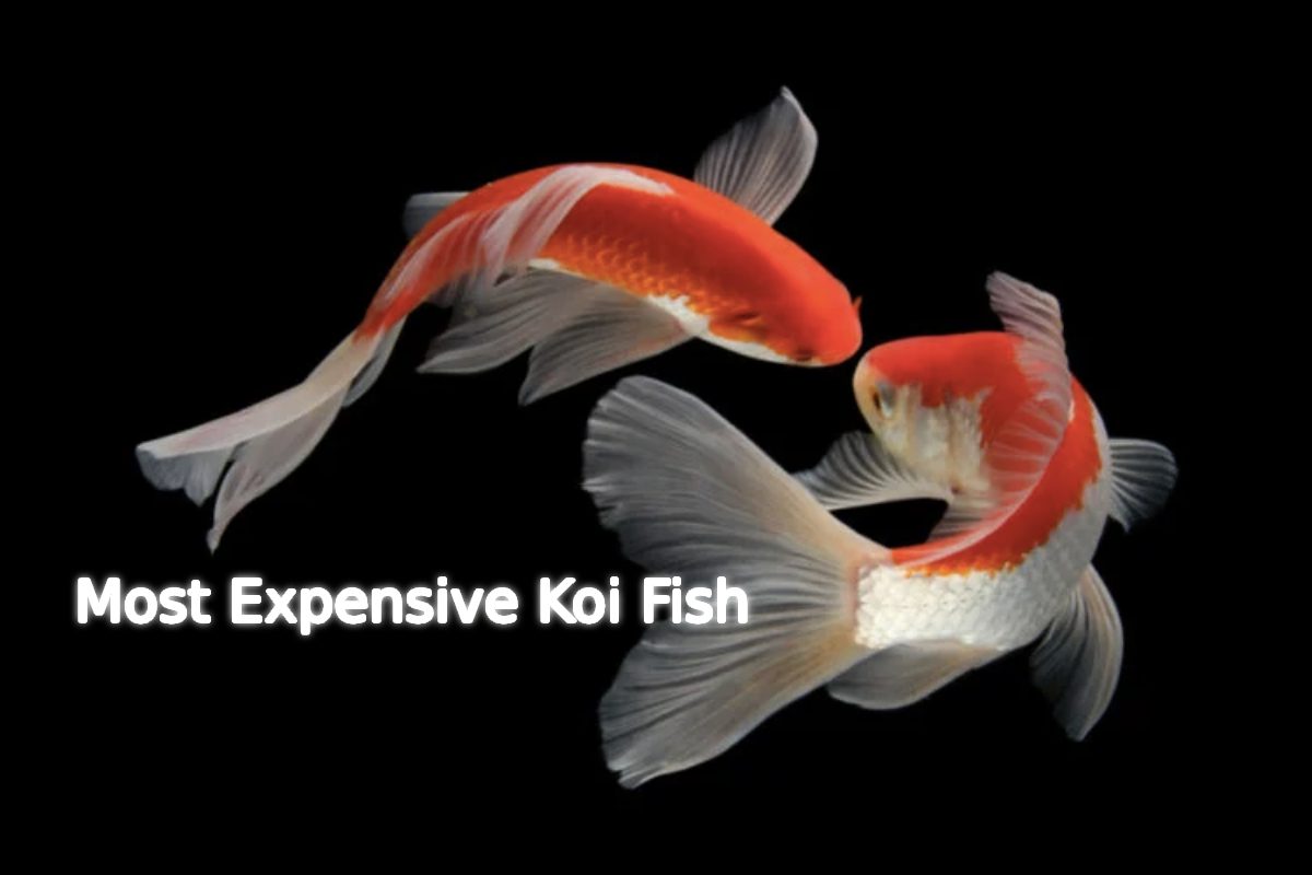 most expensive koi fish